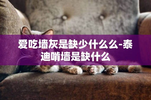 愛吃墻灰是缺少什么么-泰迪啃墻是缺什么