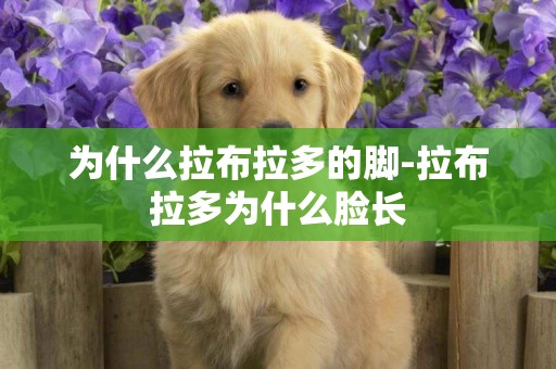 為什么拉布拉多的腳-拉布拉多為什么臉長