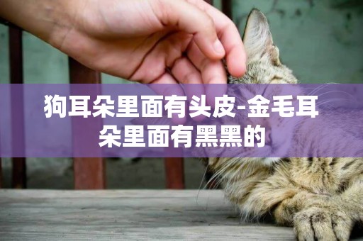 狗耳朵里面有頭皮-金毛耳朵里面有黑黑的