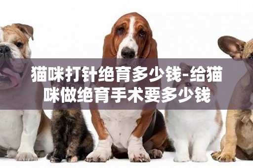 貓咪打針絕育多少錢-給貓咪做絕育手術要多少錢