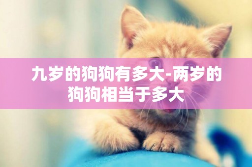 九歲的狗狗有多大-兩歲的狗狗相當于多大