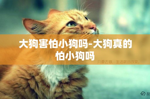 大狗害怕小狗嗎-大狗真的怕小狗嗎
