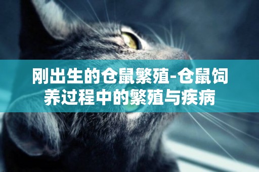 剛出生的倉鼠繁殖-倉鼠飼養過程中的繁殖與疾病