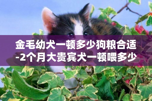 金毛幼犬一頓多少狗糧合適-2個月大貴賓犬一頓喂多少狗糧合適
