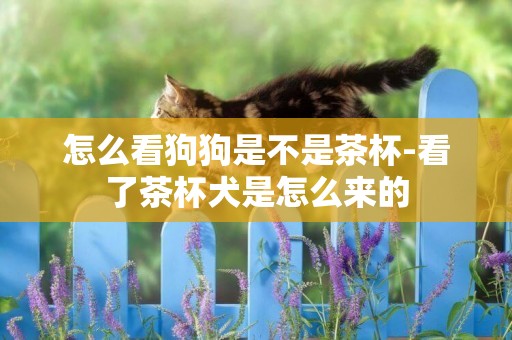 怎么看狗狗是不是茶杯-看了茶杯犬是怎么來的