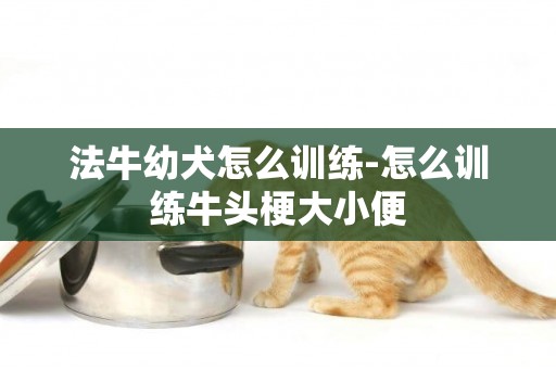 法牛幼犬怎么訓練-怎么訓練牛頭梗大小便