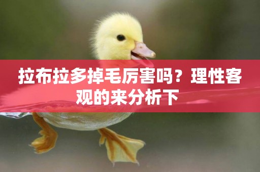 拉布拉多掉毛厲害嗎？理性客觀的來分析下 
