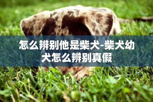 怎么辨別他是柴犬-柴犬幼犬怎么辨別真假