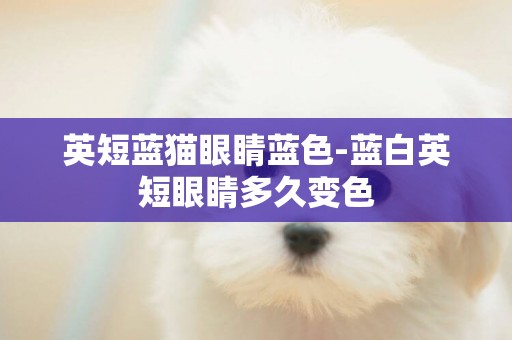 英短藍貓眼睛藍色-藍白英短眼睛多久變色
