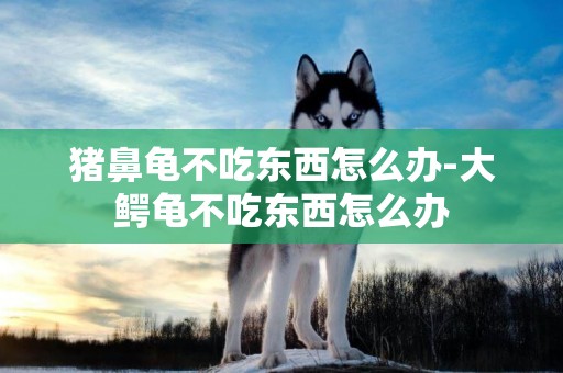 豬鼻龜不吃東西怎么辦-大鱷龜不吃東西怎么辦