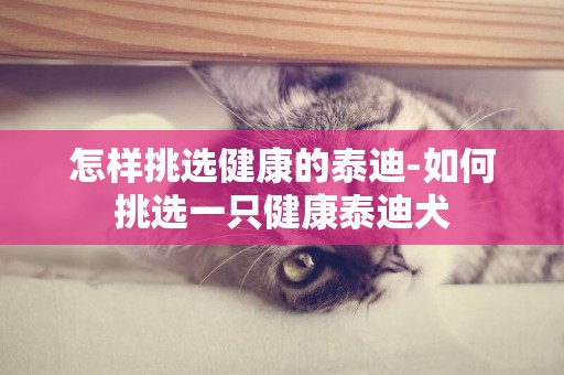 怎樣挑選健康的泰迪-如何挑選一只健康泰迪犬