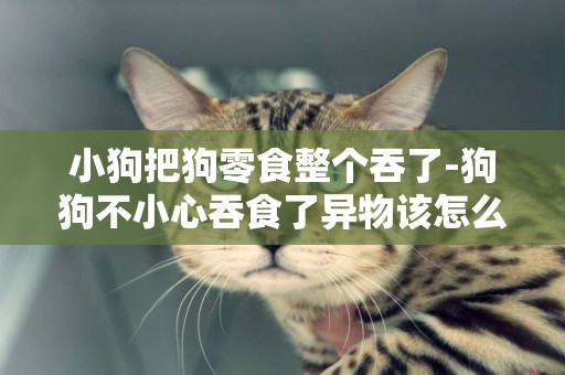 小狗把狗零食整個吞了-狗狗不小心吞食了異物該怎么辦