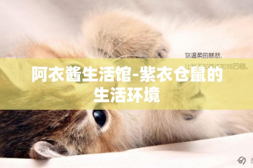 阿衣醬生活館-紫衣倉鼠的生活環境
