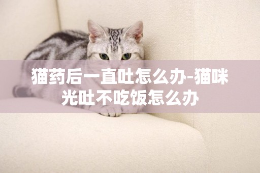貓藥后一直吐怎么辦-貓咪光吐不吃飯怎么辦