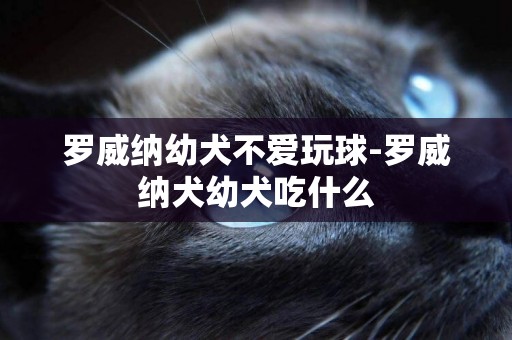 羅威納幼犬不愛玩球-羅威納犬幼犬吃什么
