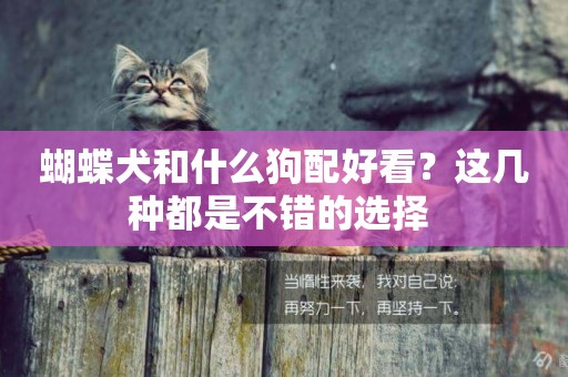 蝴蝶犬和什么狗配好看？這幾種都是不錯的選擇 