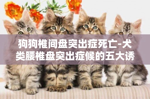 狗狗椎間盤突出癥死亡-犬類腰椎盤突出癥候的五大誘因