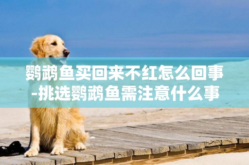 鸚鵡魚買回來不紅怎么回事-挑選鸚鵡魚需注意什么事項