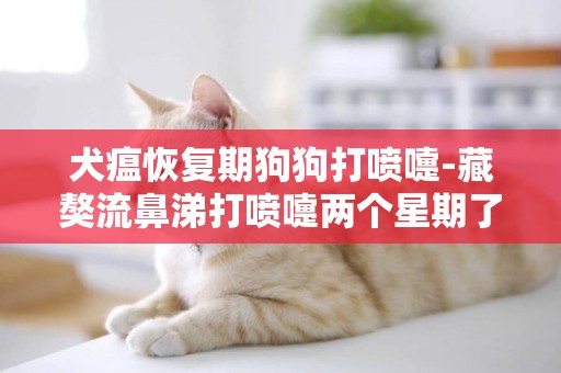 犬瘟恢復期狗狗打噴嚏-藏獒流鼻涕打噴嚏兩個星期了