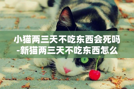小貓兩三天不吃東西會死嗎-新貓兩三天不吃東西怎么回事