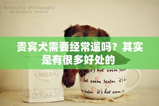 貴賓犬需要經常遛嗎？其實是有很多好處的 