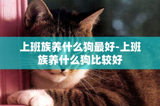 上班族養什么狗最好-上班族養什么狗比較好