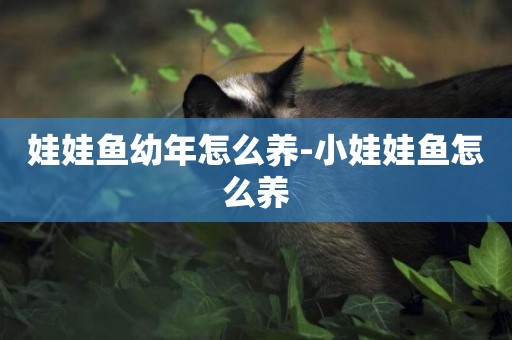 娃娃魚幼年怎么養-小娃娃魚怎么養