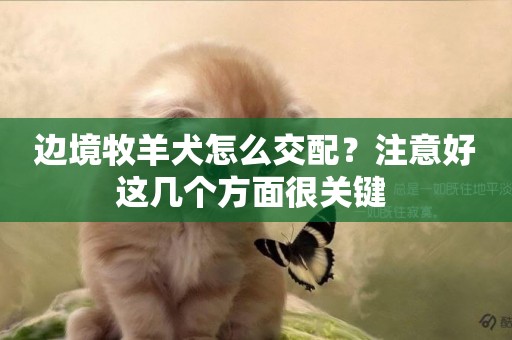 邊境牧羊犬怎么交配？注意好這幾個方面很關鍵 