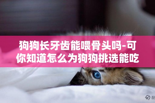 狗狗長牙齒能喂骨頭嗎-可你知道怎么為狗狗挑選能吃的骨頭嗎