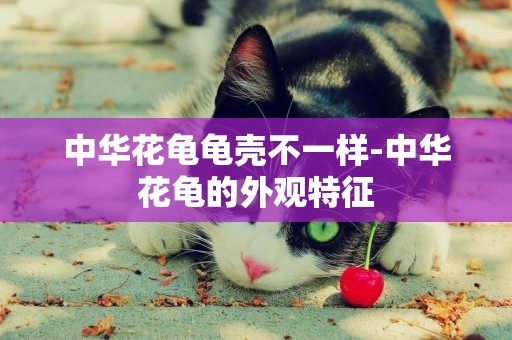 中華花龜龜殼不一樣-中華花龜的外觀特征
