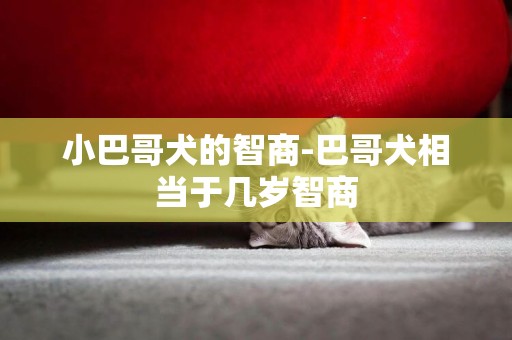小巴哥犬的智商-巴哥犬相當于幾歲智商