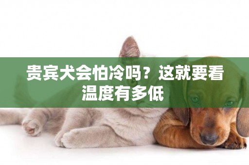 貴賓犬會怕冷嗎？這就要看溫度有多低 