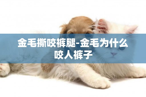 金毛撕咬褲腿-金毛為什么咬人褲子