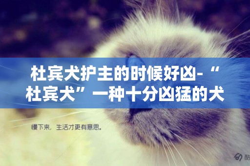 杜賓犬護主的時候好兇-“杜賓犬”一種十分兇猛的犬種