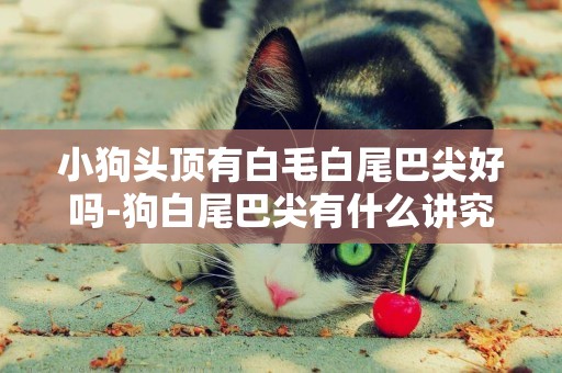 小狗頭頂有白毛白尾巴尖好嗎-狗白尾巴尖有什么講究嗎