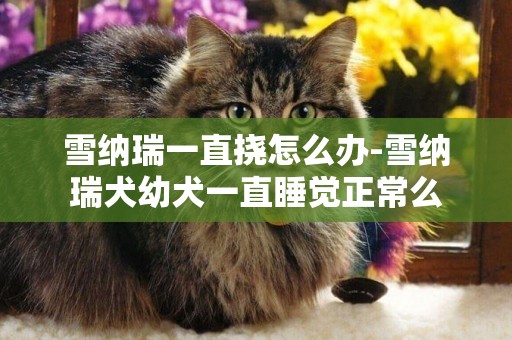 雪納瑞一直撓怎么辦-雪納瑞犬幼犬一直睡覺正常么