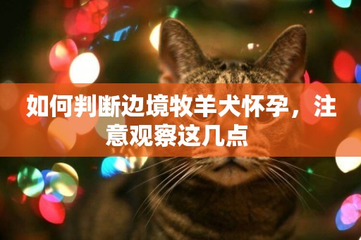 如何判斷邊境牧羊犬懷孕，注意觀察這幾點 