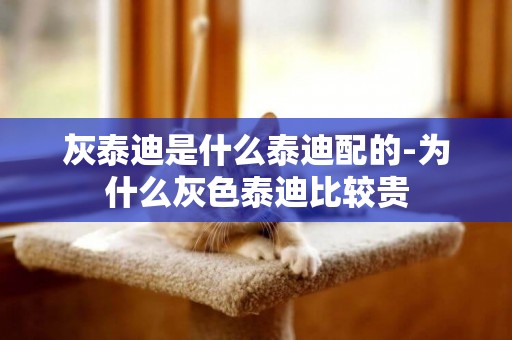 灰泰迪是什么泰迪配的-為什么灰色泰迪比較貴