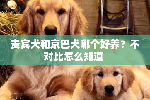 貴賓犬和京巴犬哪個好養？不對比怎么知道 