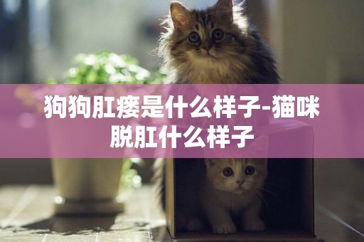 狗狗肛瘺是什么樣子-貓咪脫肛什么樣子