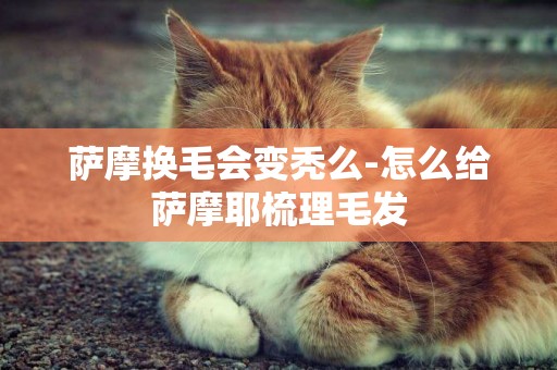 薩摩換毛會變禿么-怎么給薩摩耶梳理毛發