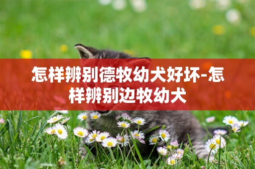 怎樣辨別德牧幼犬好壞-怎樣辨別邊牧幼犬