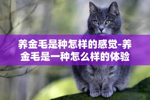 養金毛是種怎樣的感覺-養金毛是一種怎么樣的體驗