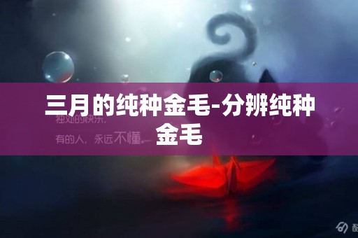 三月的純種金毛-分辨純種金毛