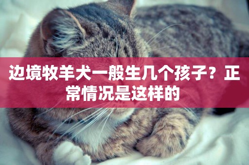 邊境牧羊犬一般生幾個孩子？正常情況是這樣的 