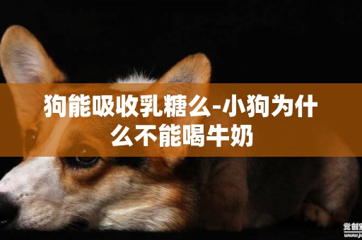狗能吸收乳糖么-小狗為什么不能喝牛奶
