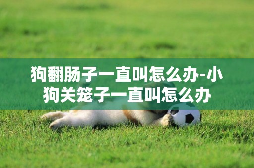 狗翻腸子一直叫怎么辦-小狗關籠子一直叫怎么辦