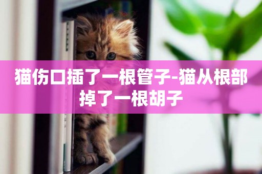 貓傷口插了一根管子-貓從根部掉了一根胡子