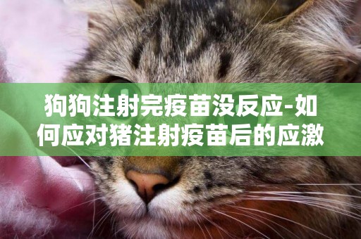 狗狗注射完疫苗沒反應-如何應對豬注射疫苗后的應激反應