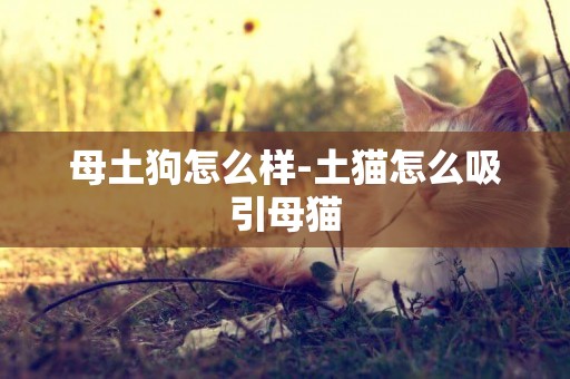 母土狗怎么樣-土貓怎么吸引母貓